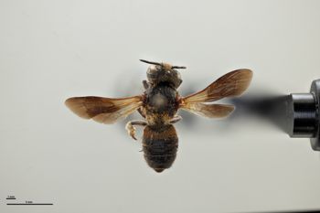Media type: image;   Entomology 792139 Aspect: habitus dorsal view